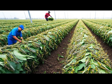 Billions of Locusts Bred and Processed – Shocking Locust Industry