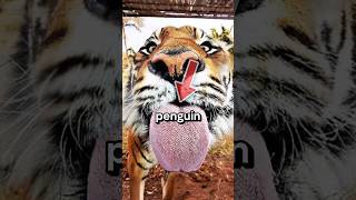 Weirdest Animal Tongues Ever! #animalfacts #wildlife #animals