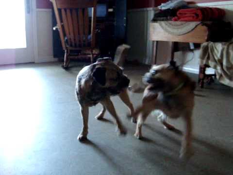 Hermit the Dog and sister Maisie playdate