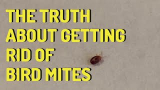 The Truth About Getting Rid of Bird Mites