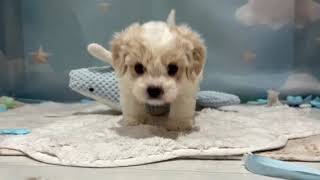 ハーフ犬の動画01