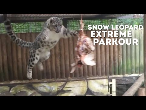 Snow Leopard's are Parkour Experts