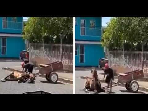 Caballo se desploma en Ciudad Sandino por calor y sobrecarga