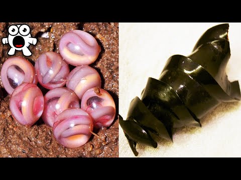Weird Animal Eggs That Are Extremely Strange