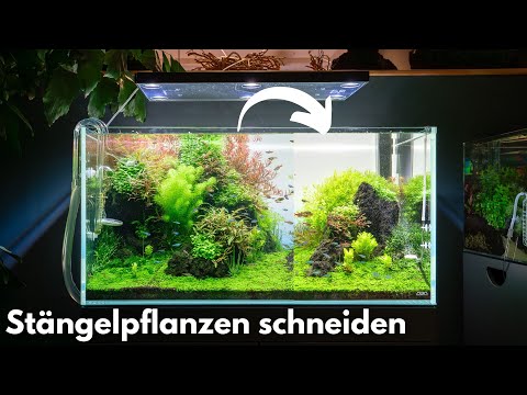 How to properly prune stem plants in the aquarium!