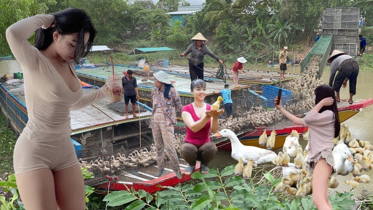 Full Video:20,000 Ducks Crawl Off 3 Boats,Rare Profit Scene from Livestock Farming in River Villages