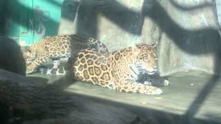 天王寺動物園　ジャガーの双子の赤ちゃんとルース母さん　2014.11.27