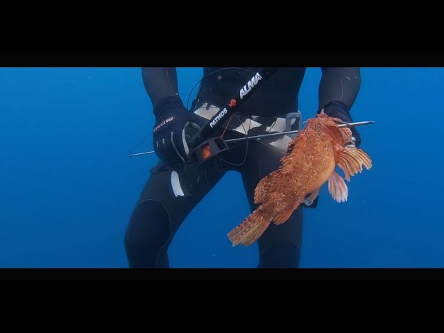 Arbalète Pathos Alma vidéo