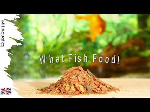 The Ultimate Guide to Fish Food | Everything You Need to Know