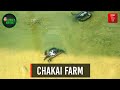 CHAKAI FARM |  ZORAM KALSIAM