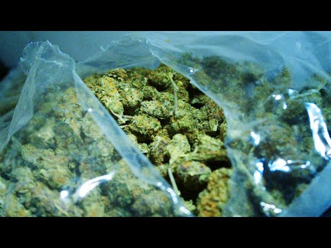 CAMAELEON x KOUSHINO - KG