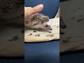ハリネズミ（国産ベビー：パイド♀）超懐っこいです♪のYouTubeサムネイル画像