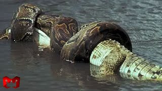 Download lagu Fierce Crocodile VS Python Fight! Crocodile and Snake Prey on Each Other mp3 Download lagu Fierce Crocodile VS Python Fight! Crocodile and Snake Prey on Each Other mp3