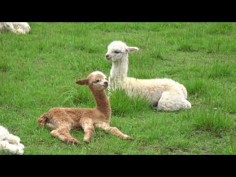 Sleepy Baby Alpaca - Doin the head bob lol