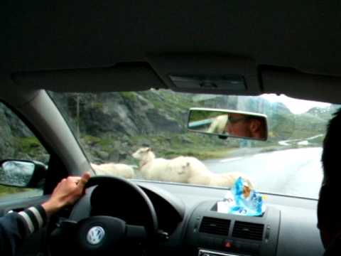 Skiepe op'e wei by Krossbu