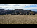 Cottonwood Pass, Taylor Park, Lottis Creek, and Union Park - CFFC Fall Colors Tour