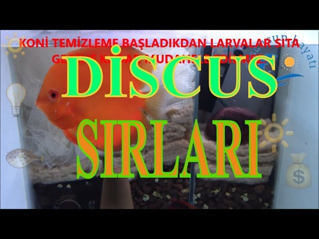 DISCUS ÜRETİM AKVARYUMU, TANKI, AKVARYUM ÖLÇÜSÜ, FİLTRE, KONİ, BEYAZ FON, discusun hayatı