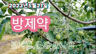2023년5월21일 사과나무 방제약