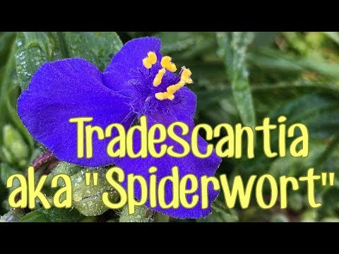 Spiderwort - Not Just Another Pretty Wildflower