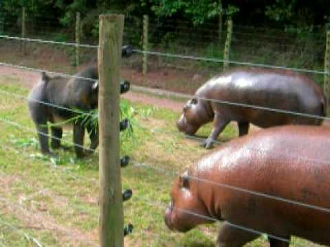 Who'd win in a fight - mandrill or (Pygmy) hippo?