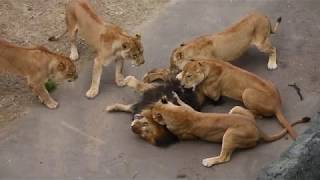 Lion roars as he gets eaten alive by female lions at the Zoo. | Lioness vs lion | Lion vs lion.