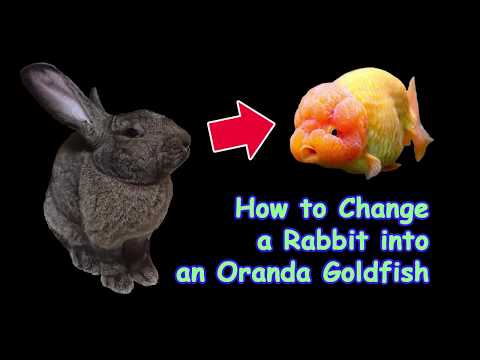 , title : 'Flemish Giant Rabbit to Oranda Goldfish（フレミッシュジャイアントうさぎをオランダ金魚に変えてみた！）'