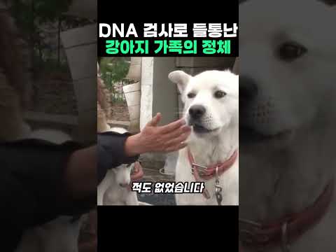 DNA 검사로 들통난 강아지 가족의 정체