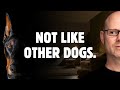 The One Doberman Trait That No Other Dog Has