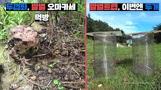 말벌트랩 2개 설치하고 두꺼비한테 말벌 오마카세 주기.