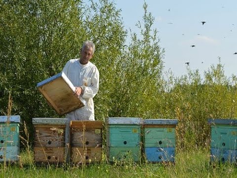 Iskustva profi pčelara (J. Balint) - Utopljavanje pčelinjih zajednica