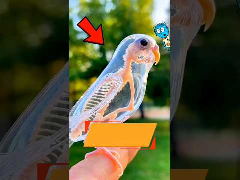 Ez a láthatatlan állat hallhatatlan! #shorts