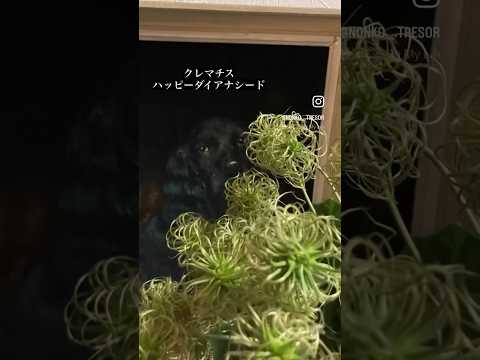 マウンテンクレマチス、アネモネクレマチス 植物