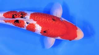 video van Ginrin Sanke GS-V24-0587