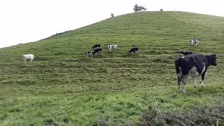 Açores - Assim caminham as vacas...