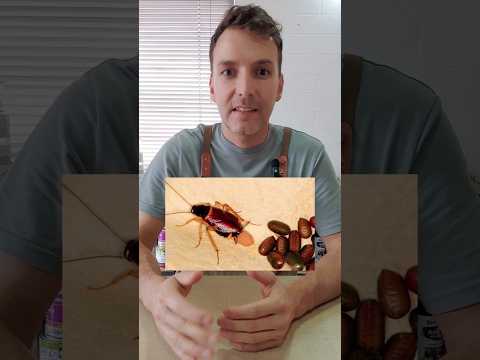 How to Use Boric Acid to Effectively Get Rid of Cockroaches 🪳✨