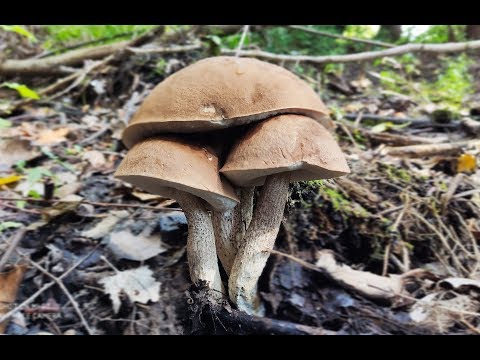 Leccinum duriusculum, Topolov ded Gljivarenje 28.09 2019