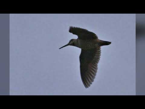WOODCOCK/ÇULLUK #trending #reels #nature #tiktok #englishpointer #shorts #hunting #çulluk