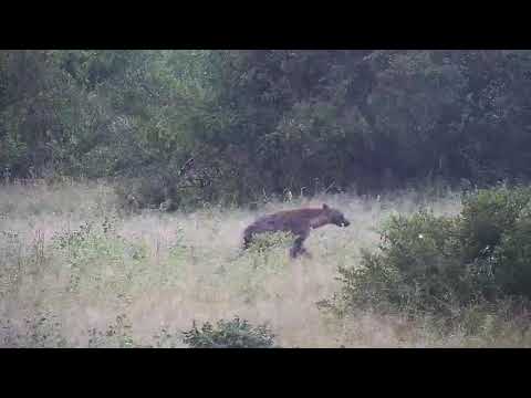 Djuma: Lone Hyena - 06:18 - 03/27/20