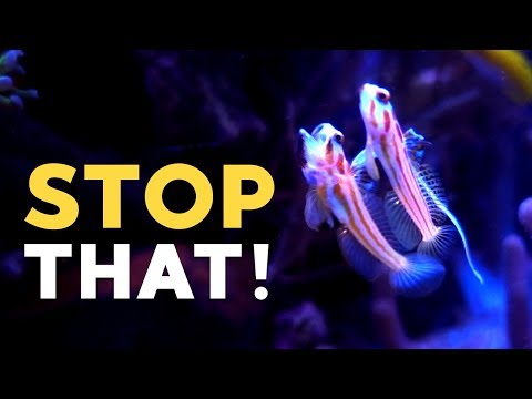 EPIC Pairing of Yasha Goby!!