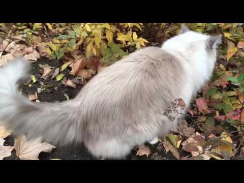 Can Ragdoll Cats Go Outside? Ragdoll Cats Charlie and Trigg Go Outside Fall 2016 - = ネコ - Floppycats