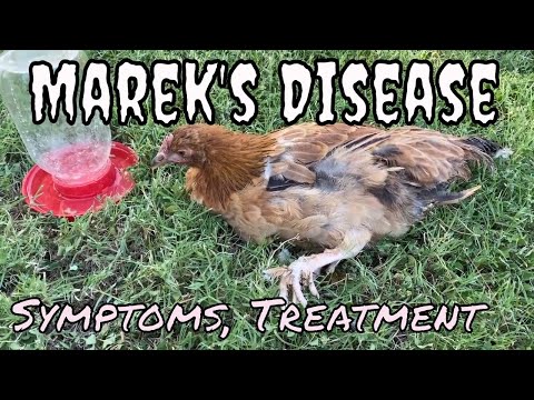 , title : 'Marek's Disease in a chicken. What are symptoms?'