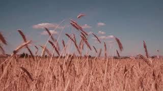 O PRSPERO FAZENDEIRO E SEUS REBELDES HERDEIROS.    (Para refletir)