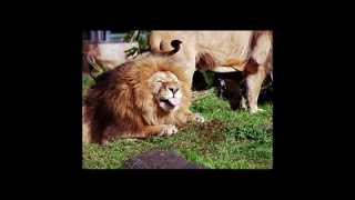 Mora Träsk - På zoo