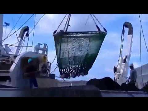 Massive Tuna Capturing Moment 2019