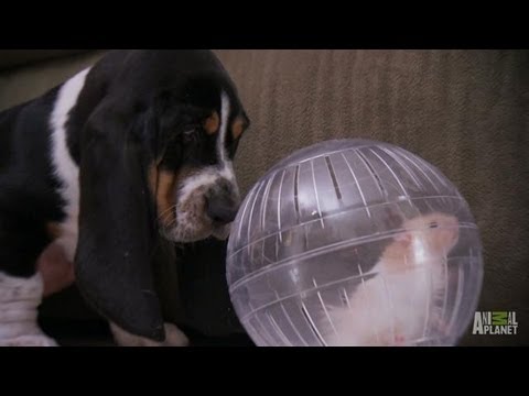 16 Extremely Cute Animal Videos