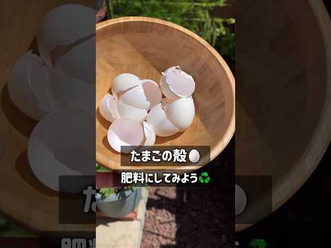 屋内および庭園の植物に効果的に肥料を与えるには、天然の自家製肥料を選択してください。  庭園