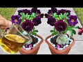 100 Of GARDENERS Use This FERTILIZER But Do Not Reveal The SECRET