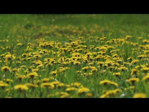 Relaxing Sounds of Bees and Birds / Bees Collecting Pollen 1 Hour
