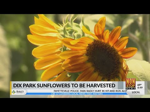 Dix Park sunflowers to be turned into biofuel