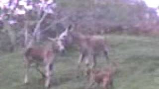 Burros